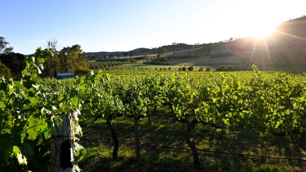 Guided Farm Tour & Tasting Experience